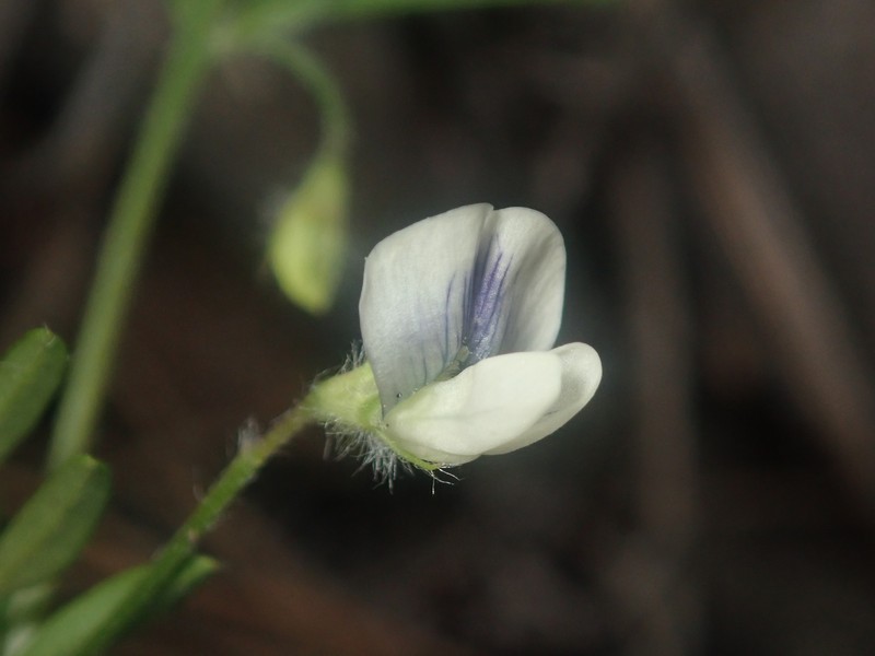 Mogollon Mountain Vetch photo 3