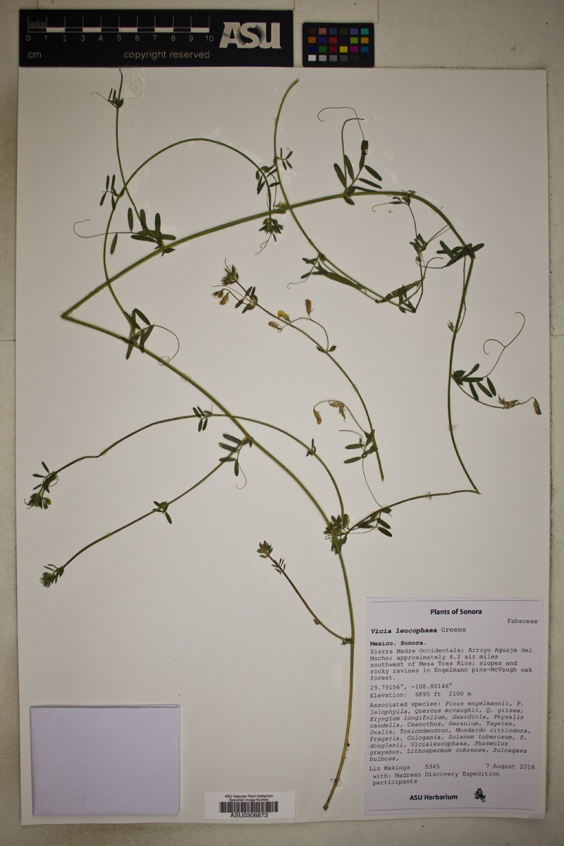 Mogollon Mountain Vetch photo 5