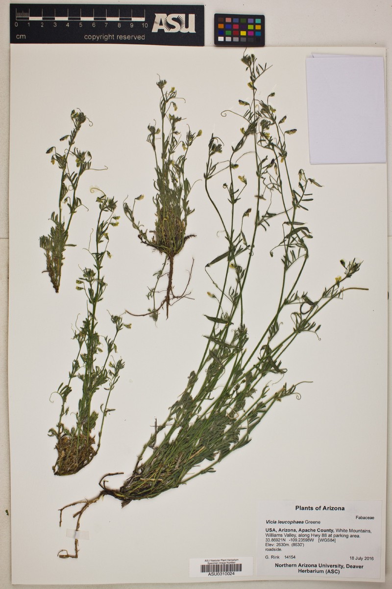 Mogollon Mountain Vetch photo 6