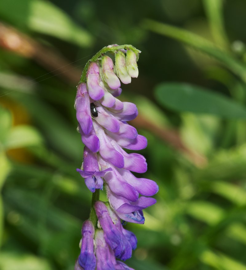 Vicia lilacina
