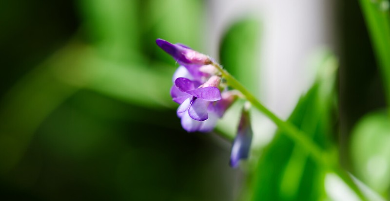 Louisiana Vetch photo 2