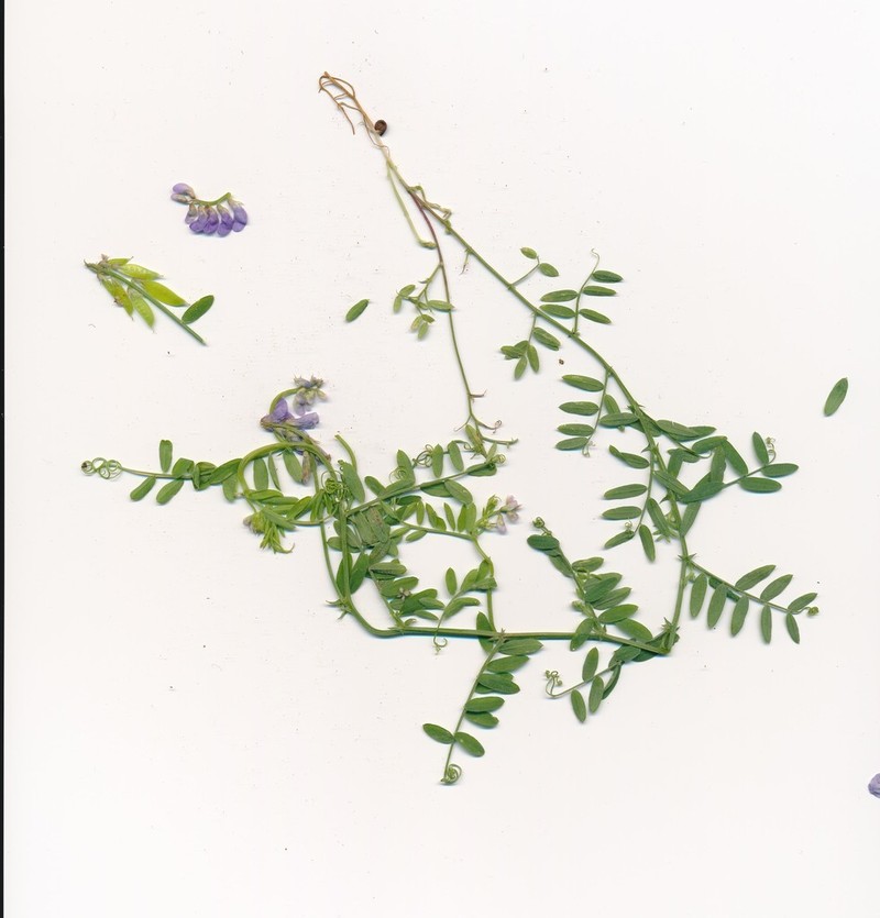 Louisiana Vetch photo 3