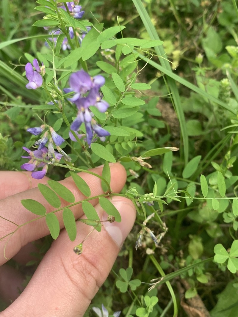 Louisiana Vetch photo 4
