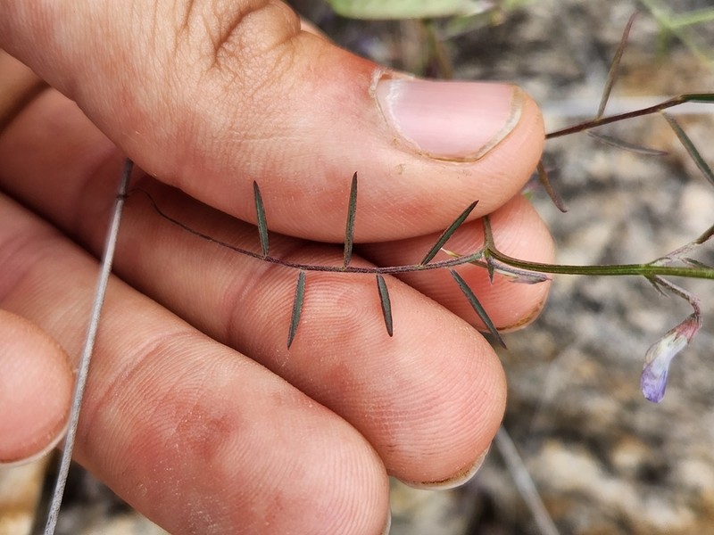 Louisiana Vetch photo 5