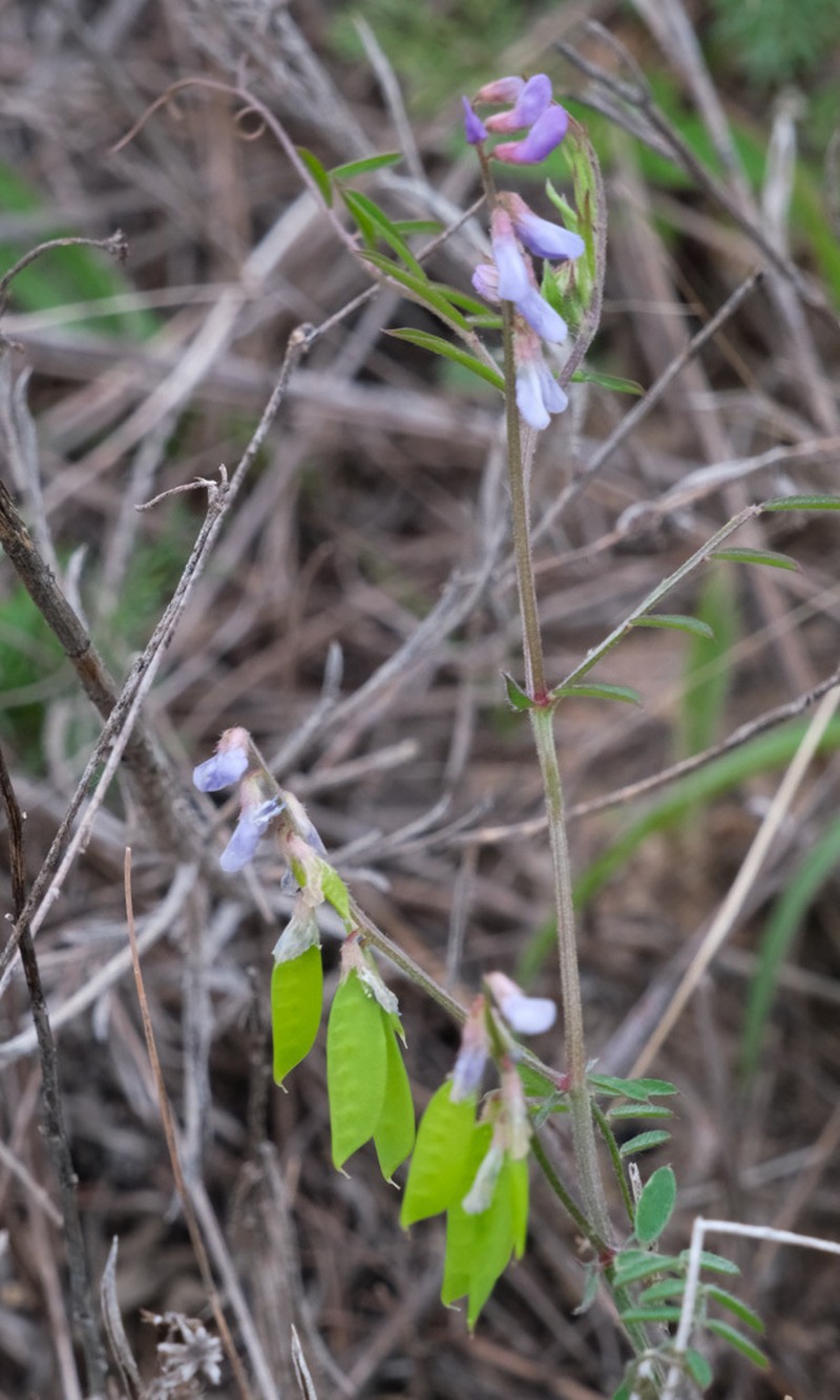 Louisiana Vetch photo 6