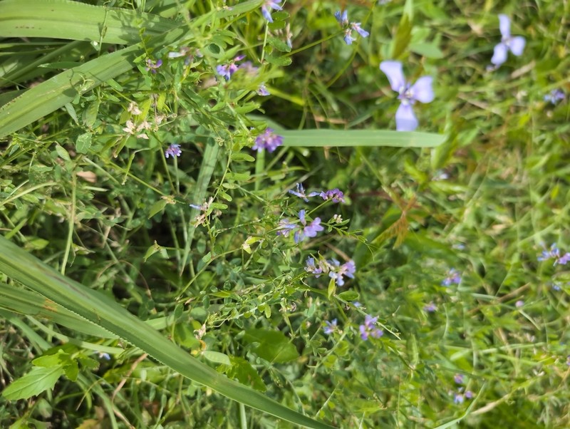 Louisiana Vetch photo 7