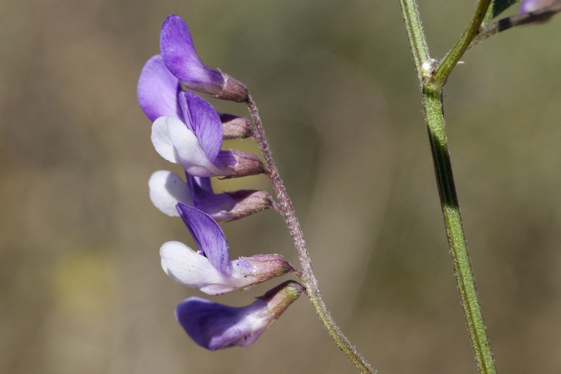 Louisiana Vetch