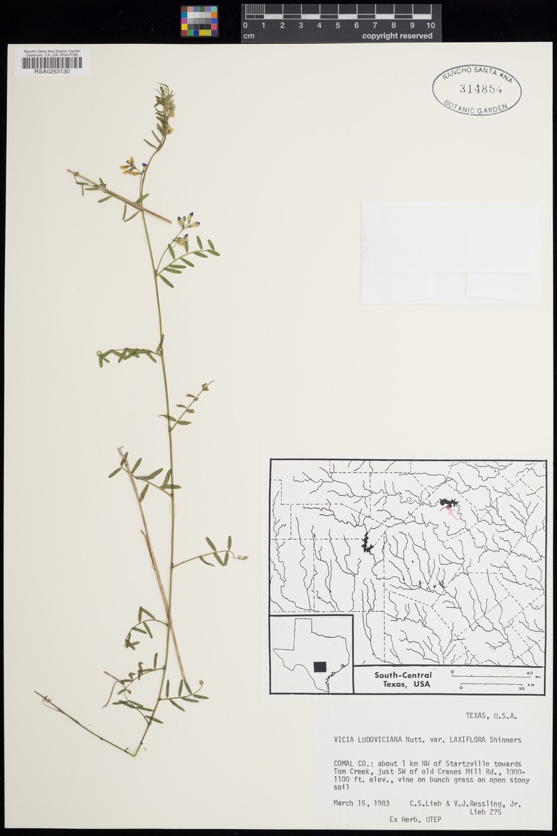 Vicia ludoviciana var. laxiflora