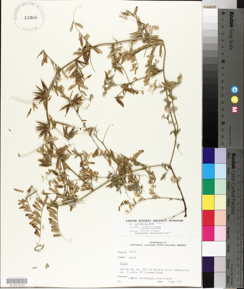 Vicia ludoviciana var. laxiflora photo 2