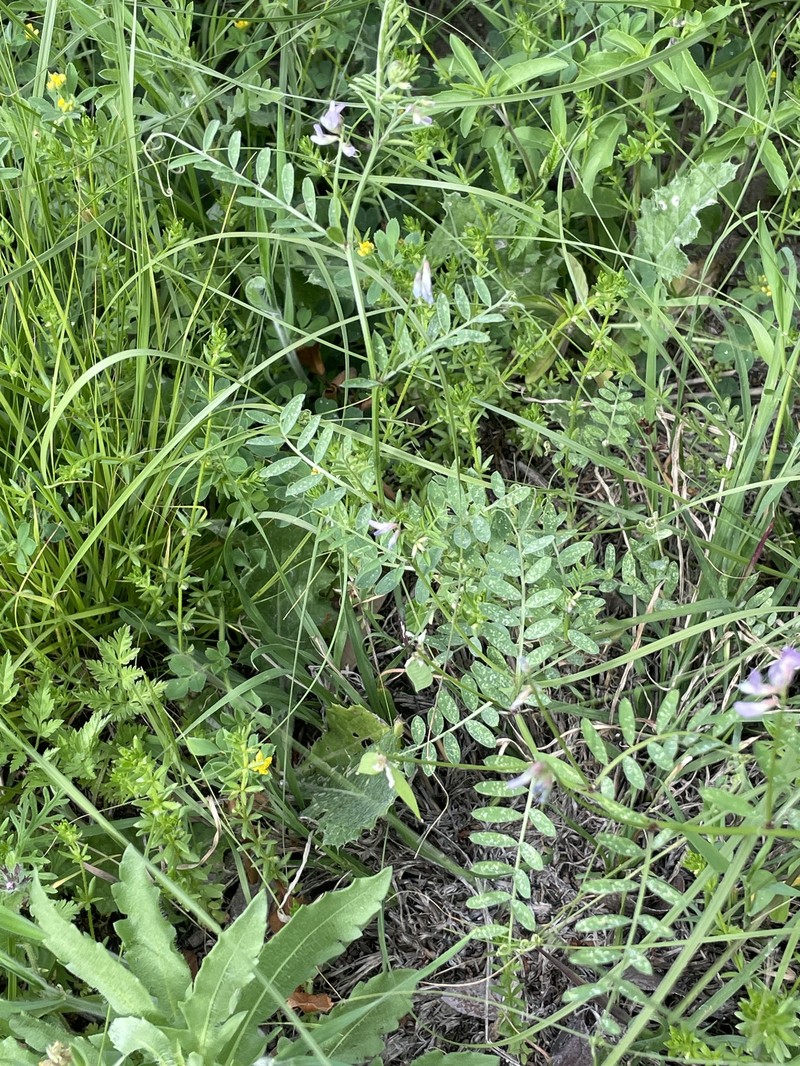 Vicia ludoviciana var. leavenworthii
