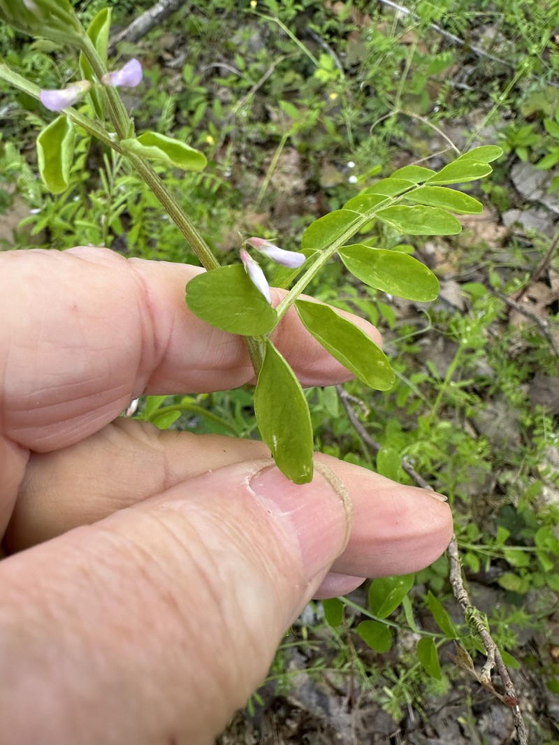 Vicia ludoviciana var. leavenworthii photo 2