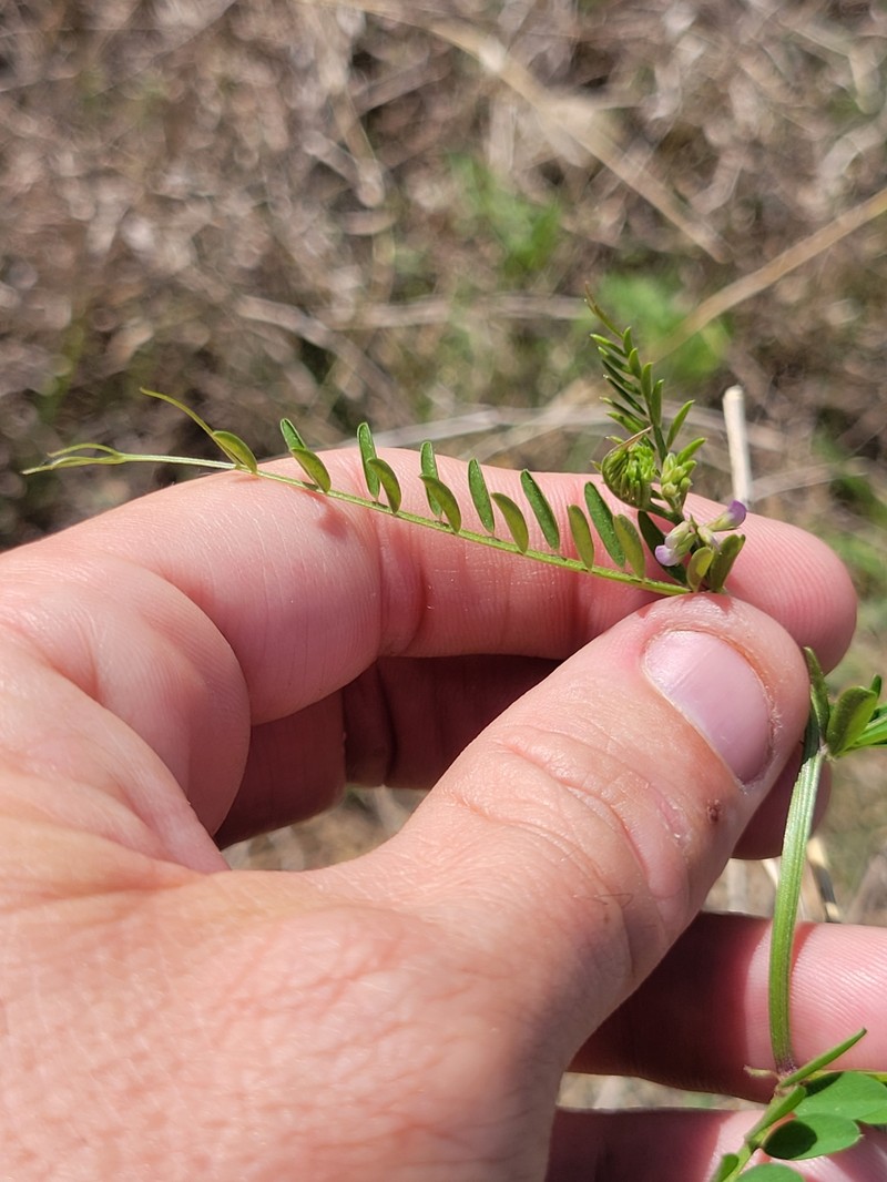 Vicia ludoviciana var. leavenworthii photo 3