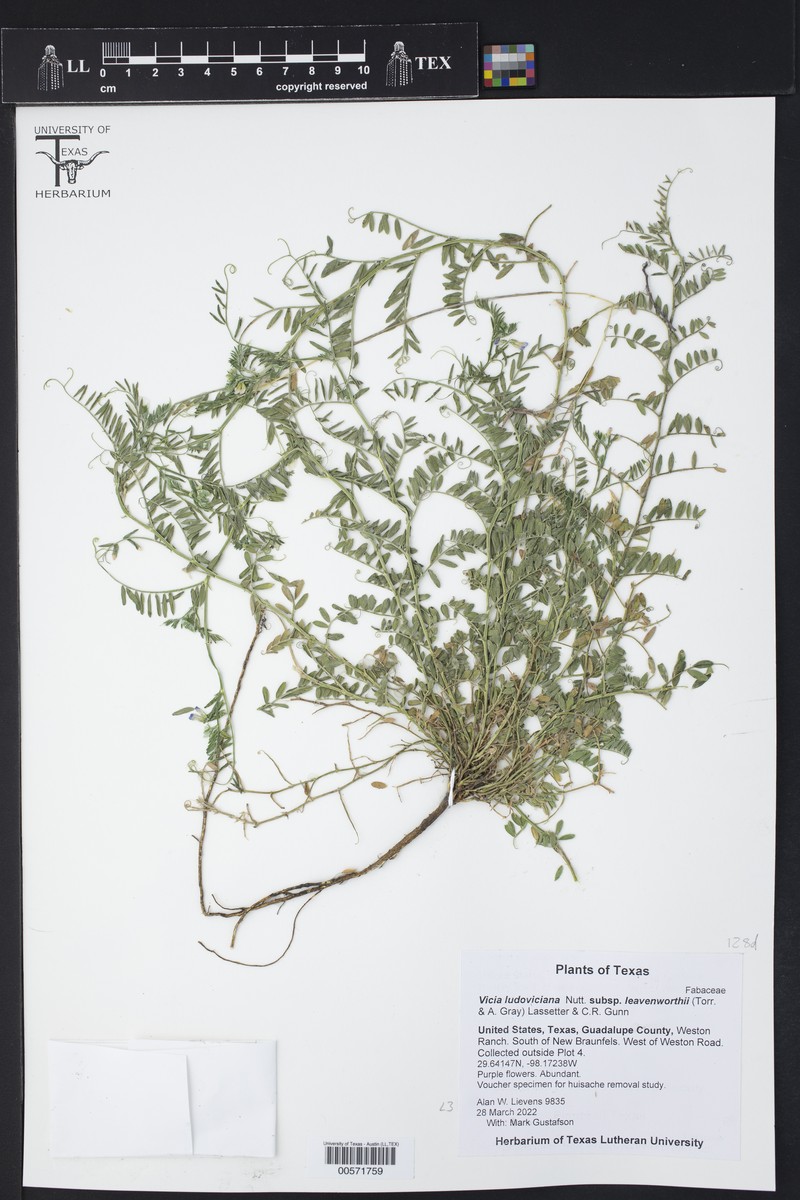 Vicia ludoviciana var. leavenworthii photo 4