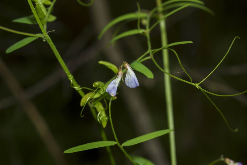 Vicia ludoviciana var. ludoviciana