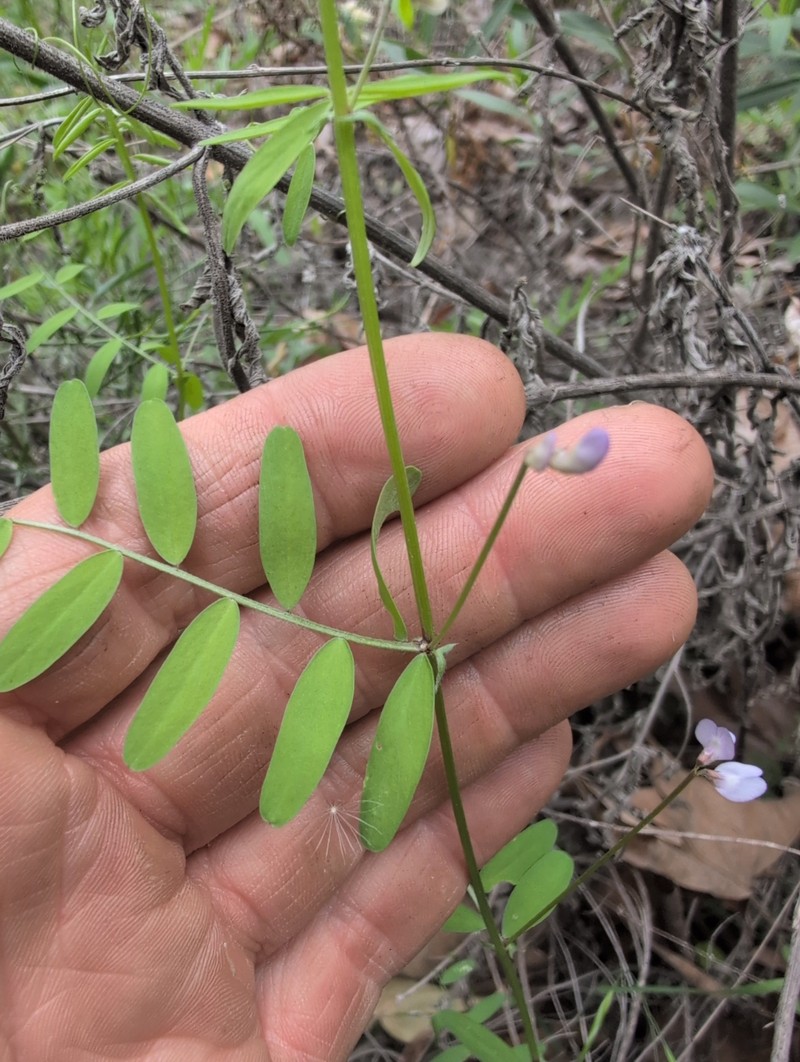 Vicia ludoviciana var. ludoviciana photo 2