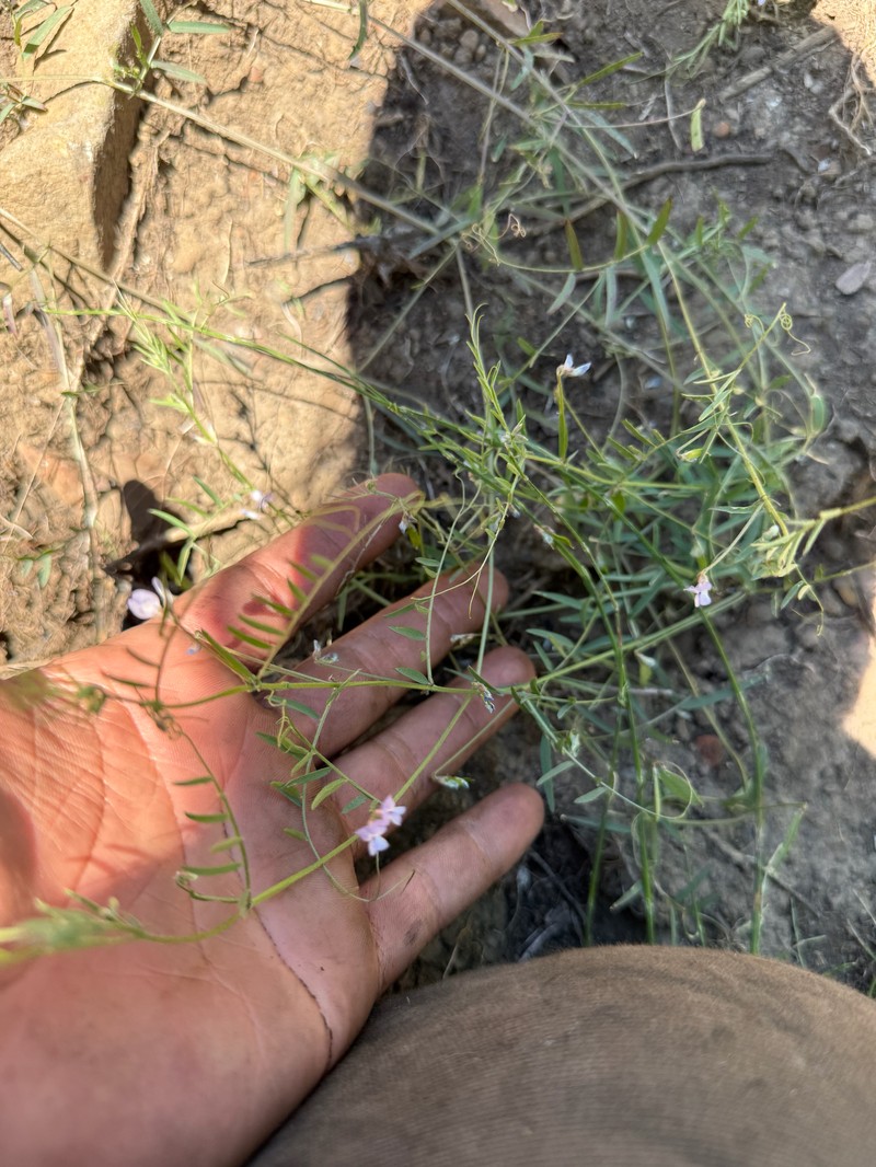 Vicia ludoviciana var. ludoviciana photo 3