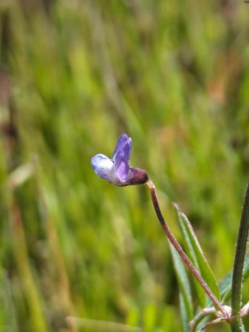 Vicia ludoviciana var. ludoviciana photo 5