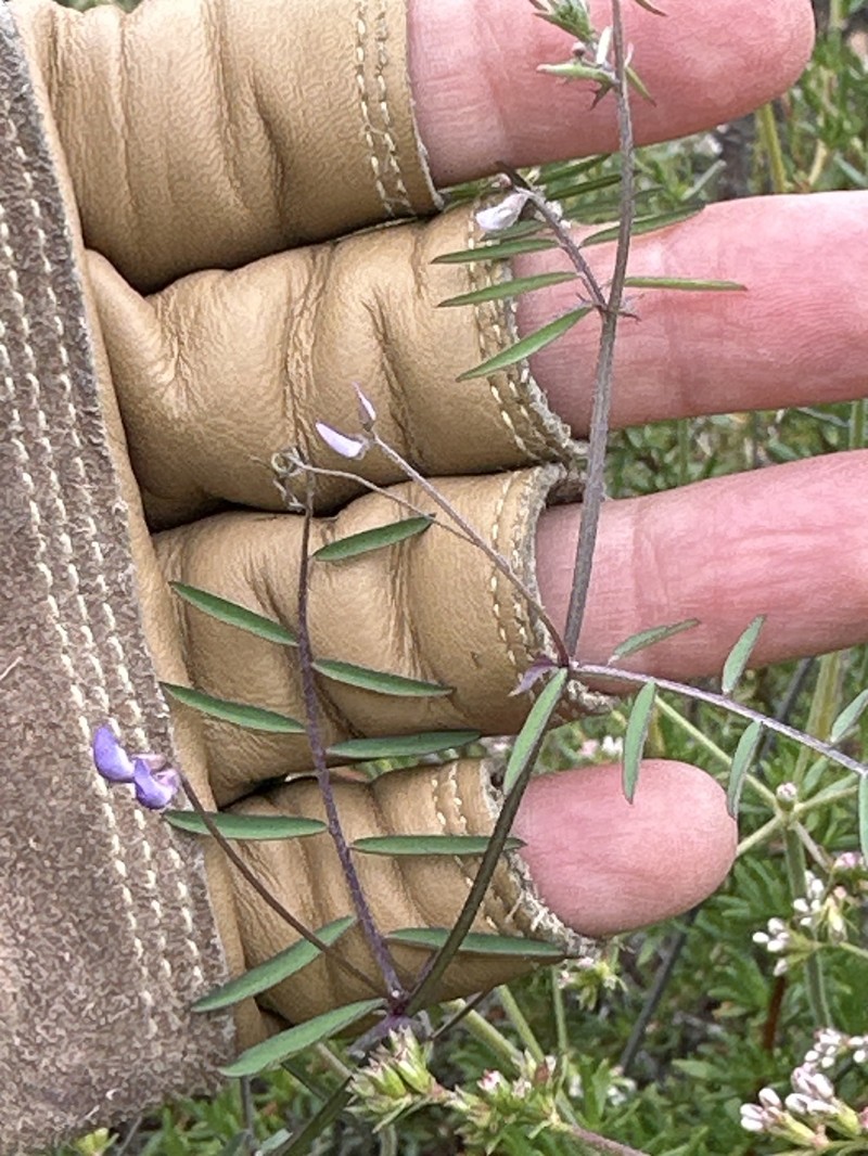 Vicia ludoviciana var. ludoviciana photo 6