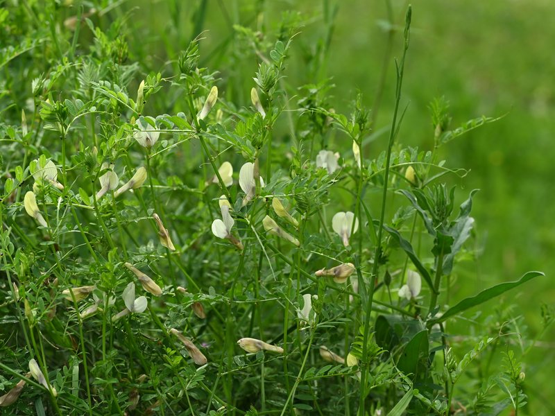 Smooth Yellow Vetch photo 5