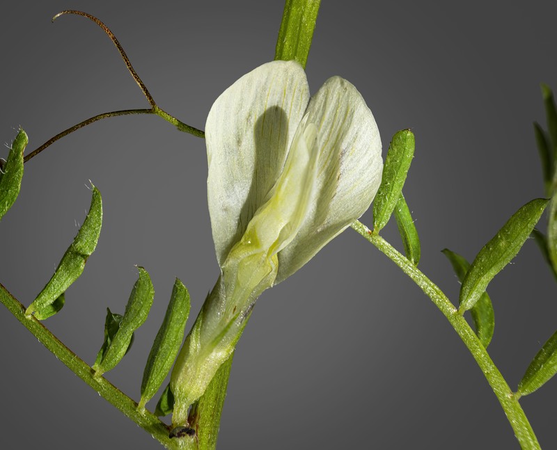 Smooth Yellow Vetch photo 3