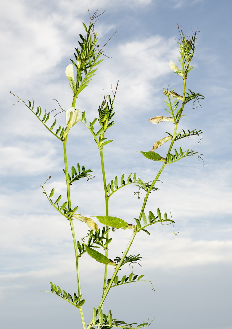 Smooth Yellow Vetch