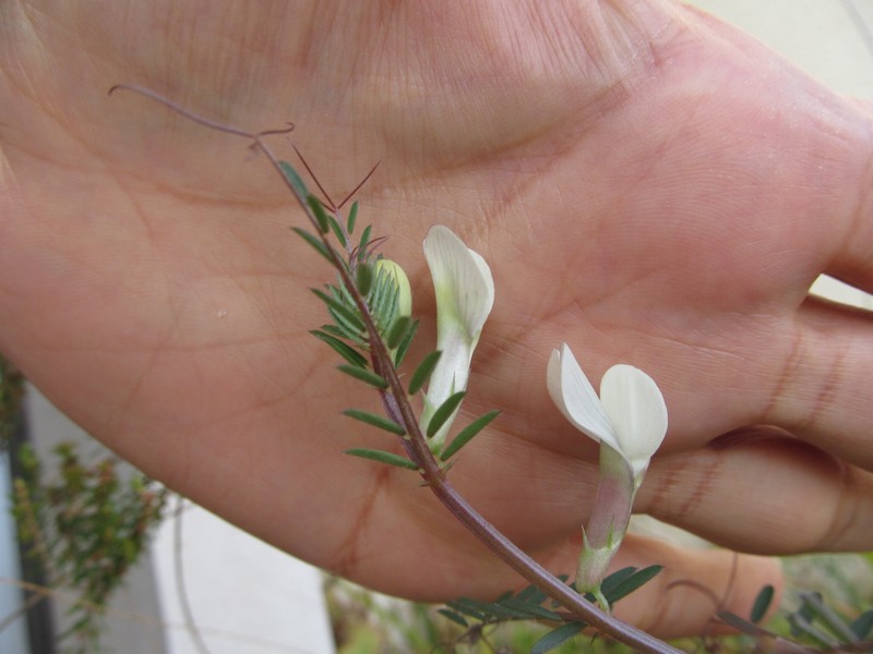 Vicia lutea subsp. lutea