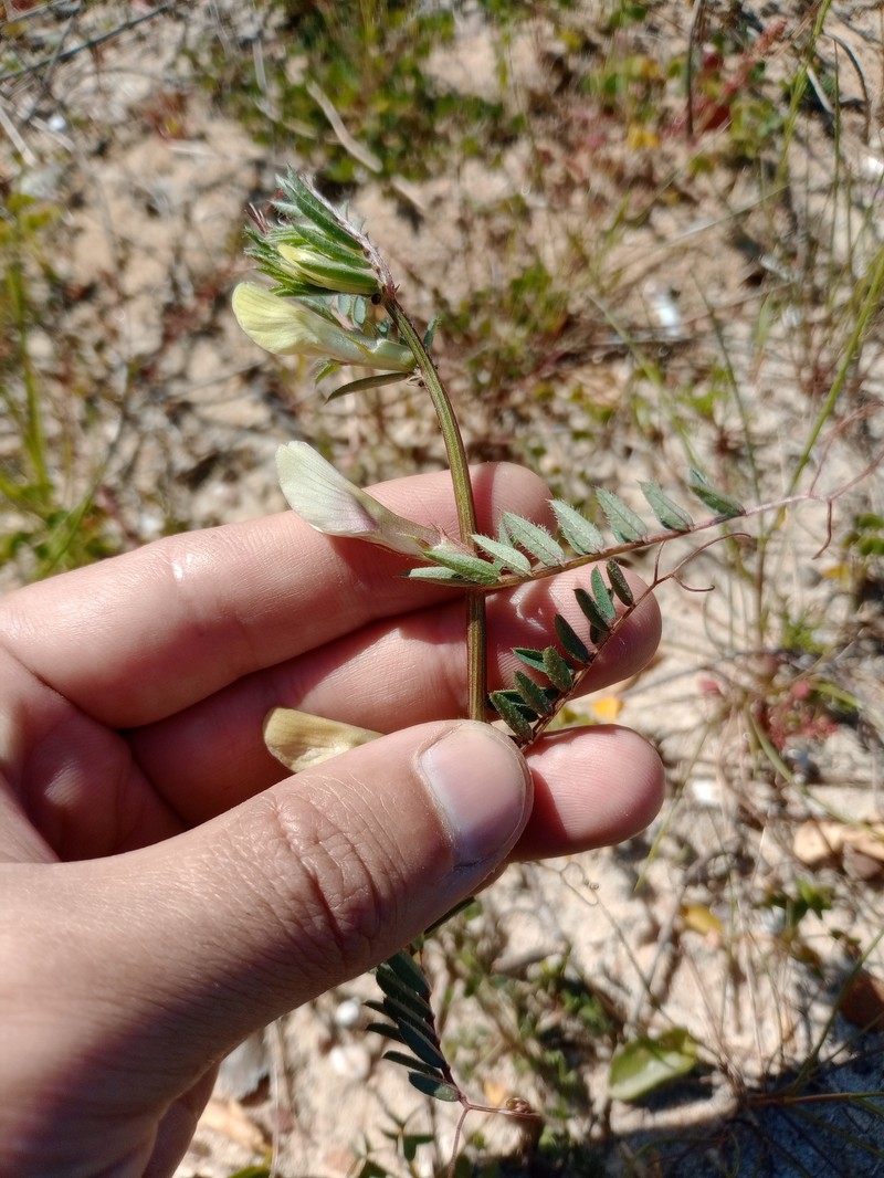 Vicia lutea subsp. lutea photo 2