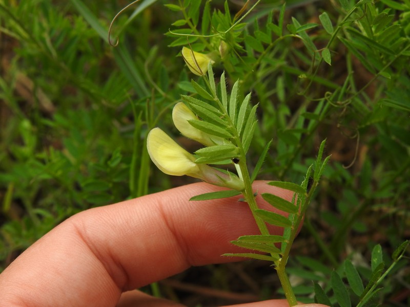 Vicia lutea subsp. lutea photo 3