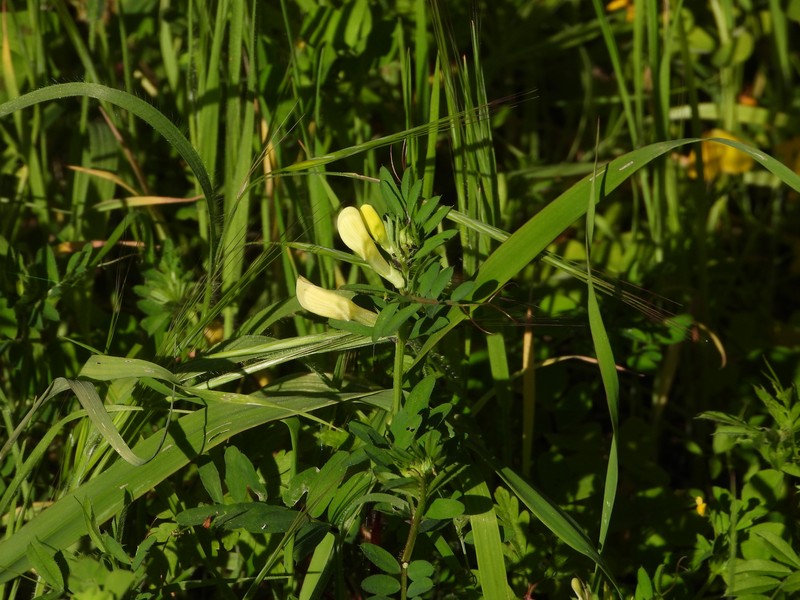 Vicia lutea subsp. lutea photo 4