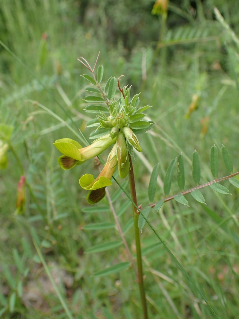 Vicia melanops
