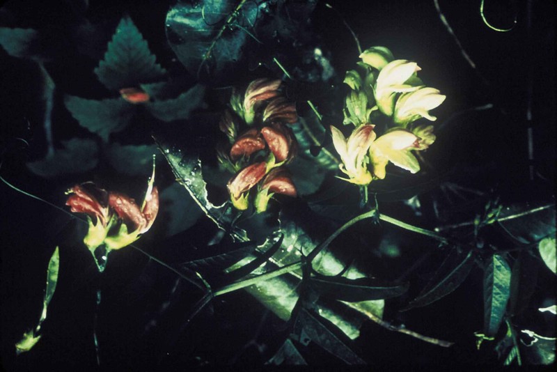 Hawai'I Vetch photo 2