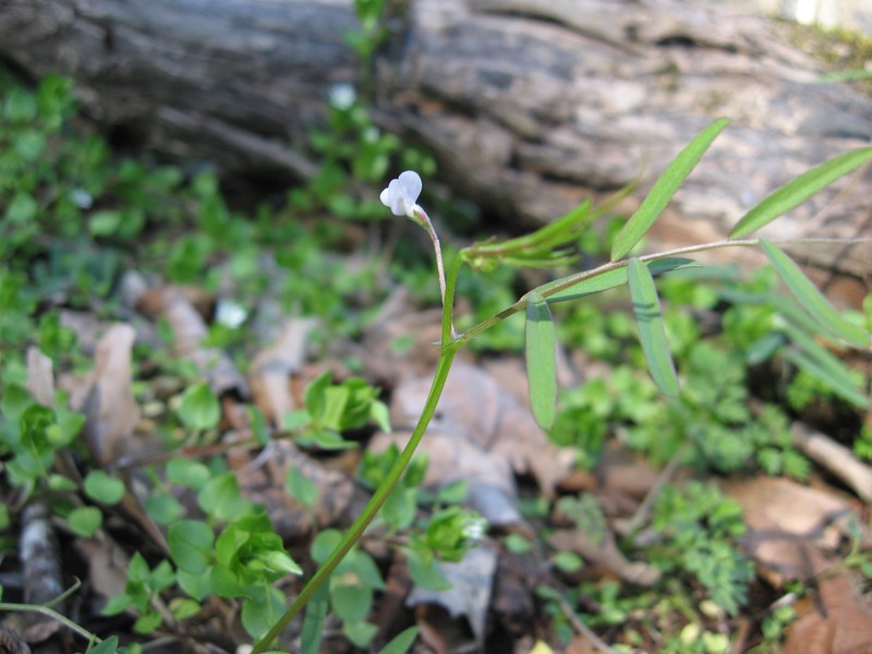 Pygmyflower Vetch