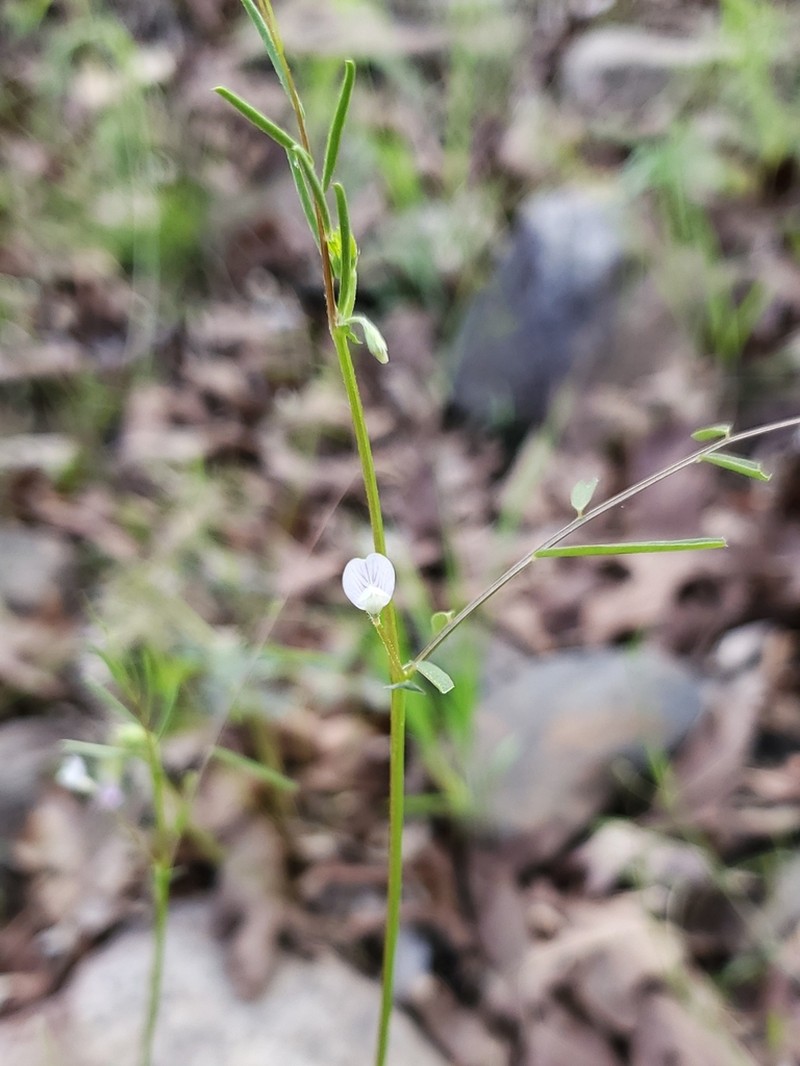 Pygmyflower Vetch photo 2