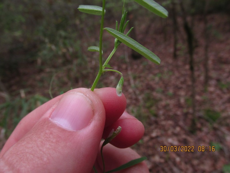 Pygmyflower Vetch photo 3