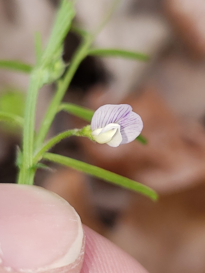 Pygmyflower Vetch photo 4