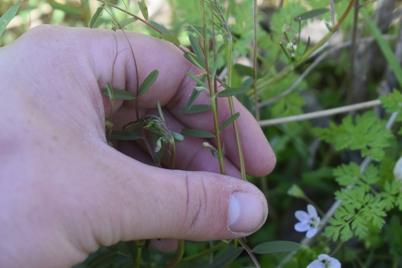 Pygmyflower Vetch photo 5