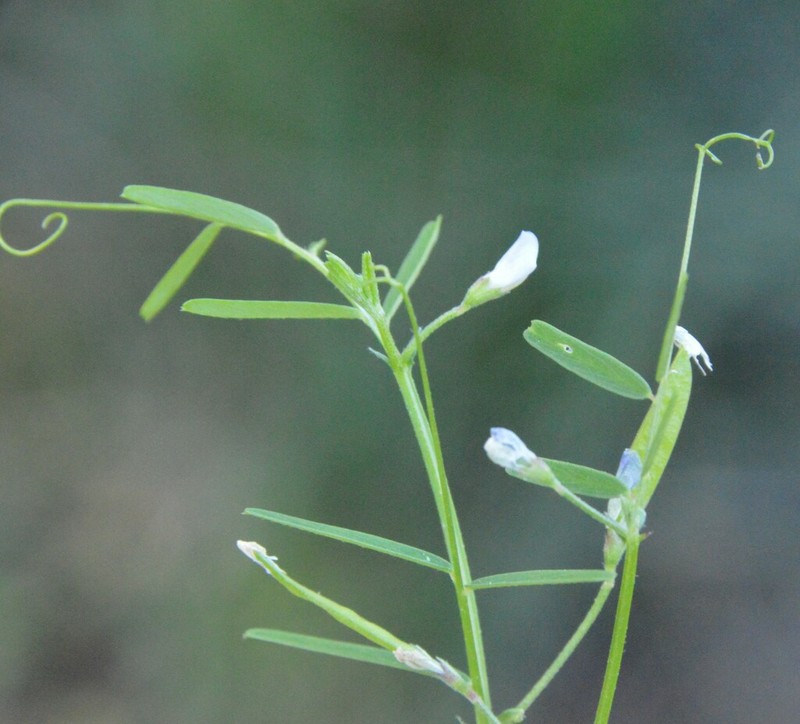 Pygmyflower Vetch photo 6
