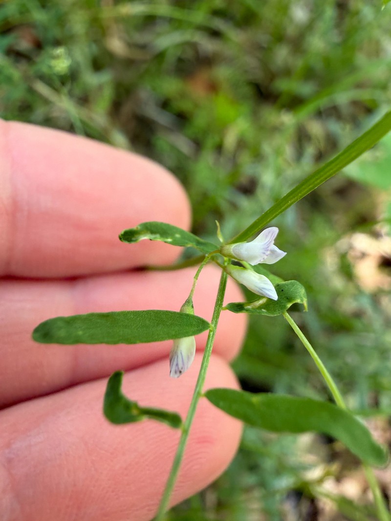 Pygmyflower Vetch photo 7