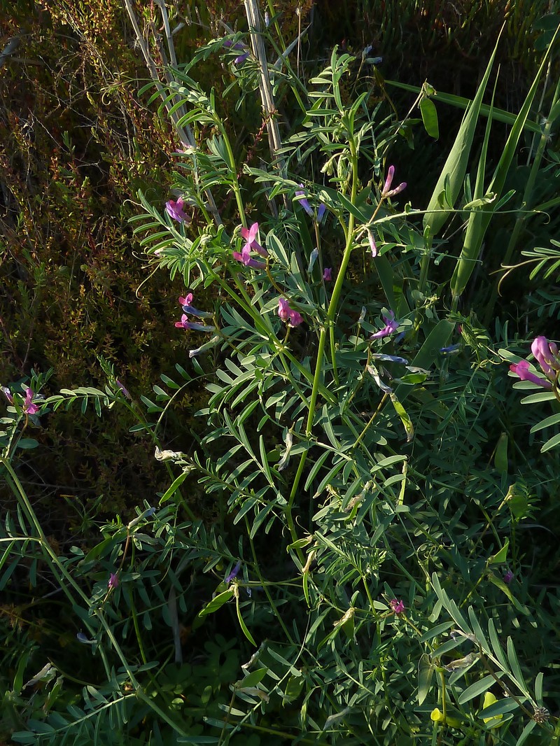 Barn Vetch photo 3