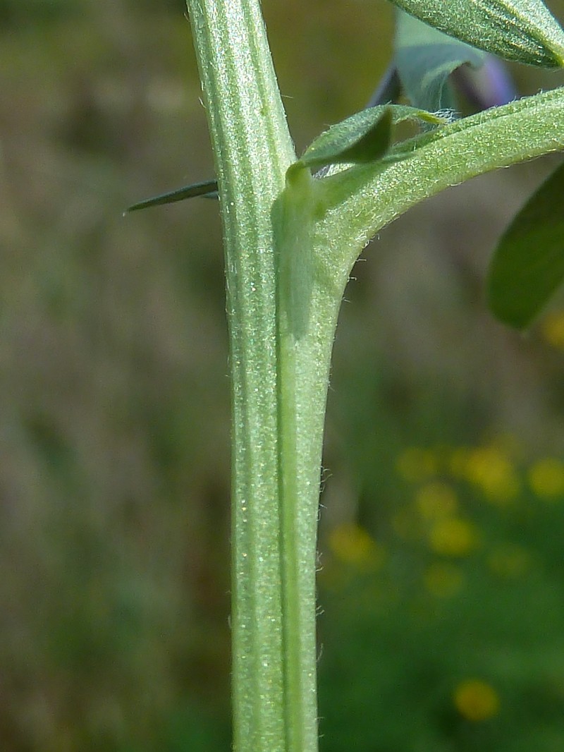 Barn Vetch photo 4