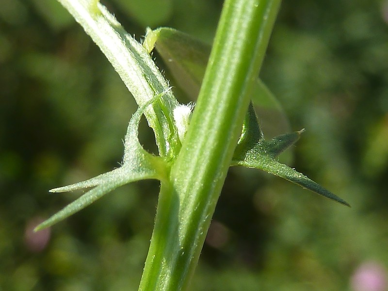 Barn Vetch photo 5