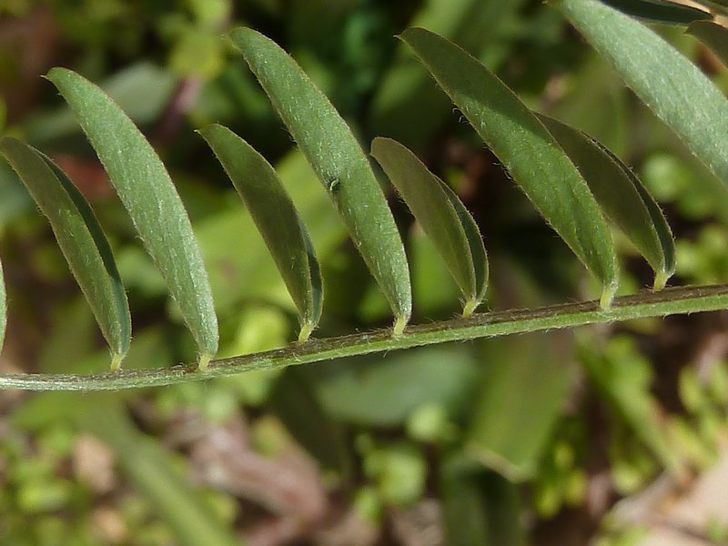 Barn Vetch photo 7