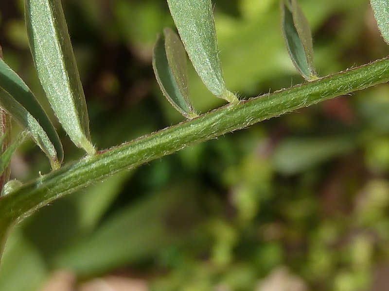 Barn Vetch photo 8
