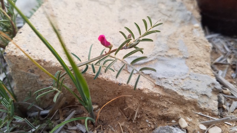 Barn Vetch photo 2