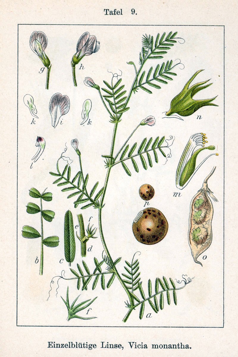 Barn Vetch