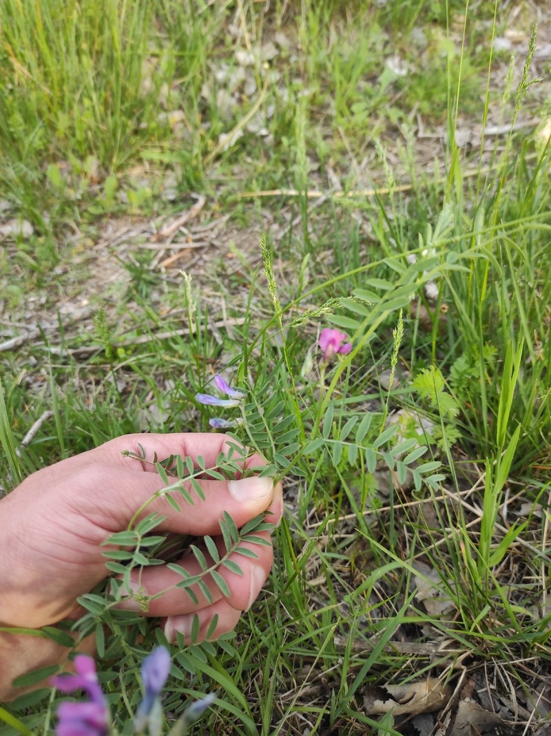Vicia monantha subsp. biflora
