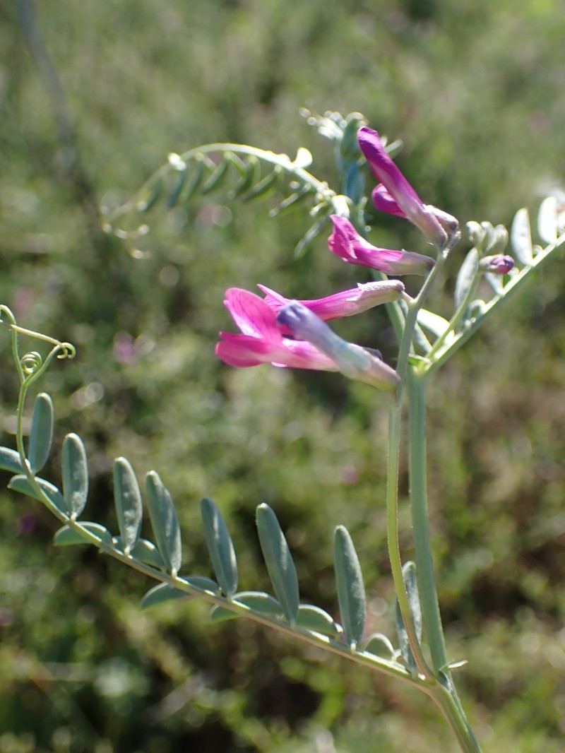 Vicia monantha subsp. biflora photo 2