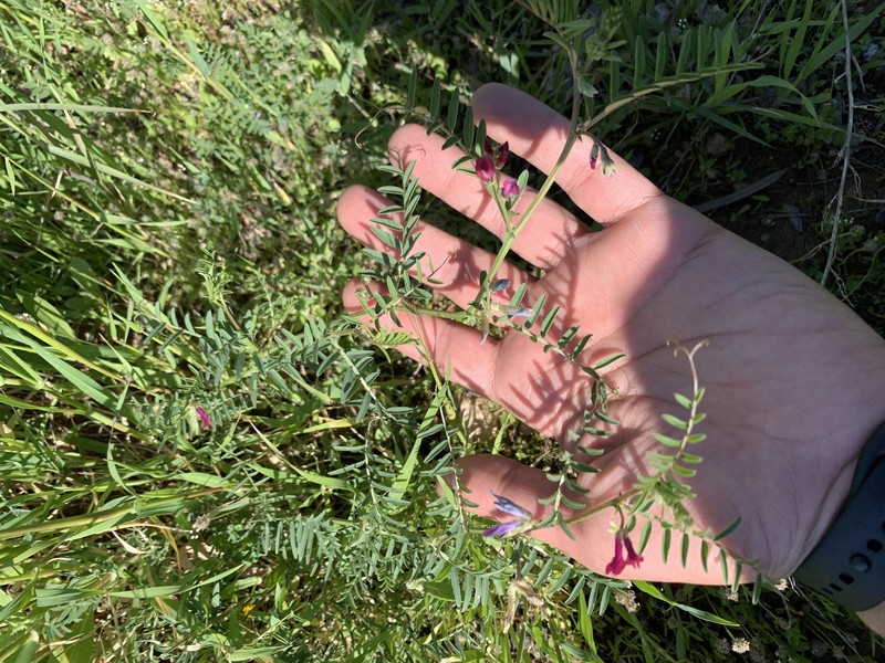 Vicia monantha subsp. monantha