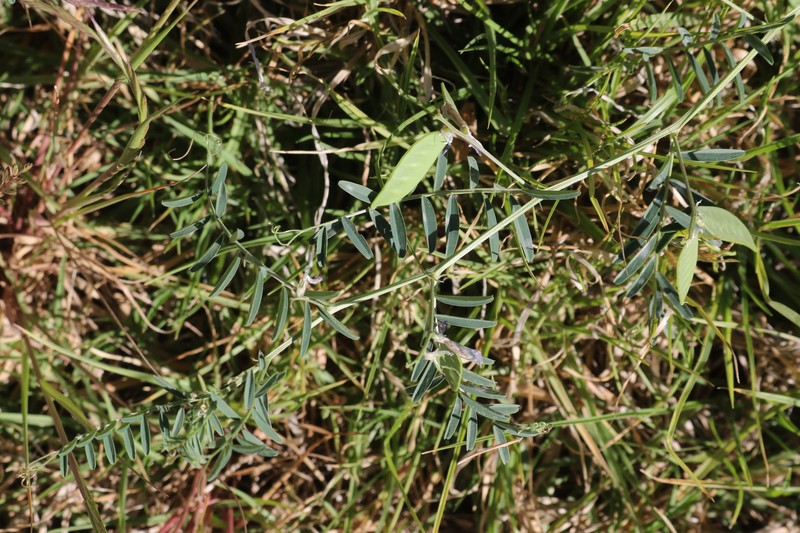 Vicia monantha subsp. monantha photo 2