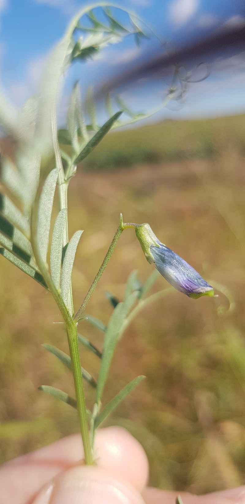 Vicia monantha subsp. monantha photo 3